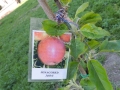 DSCN9946.JPG